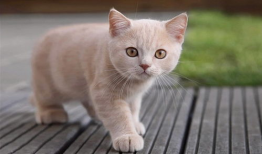 小猫咪可爱视频,小猫咪可爱视频集锦