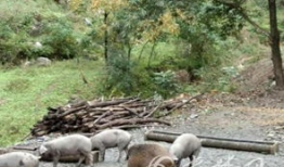 猪交配视频,揭秘动物繁殖奥秘